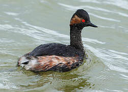 Black-necked Grebe