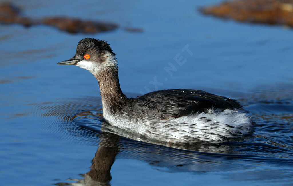 Black-necked Grebe, identification