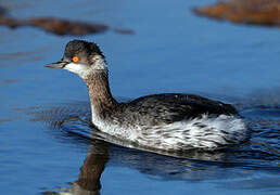 Black-necked Grebe