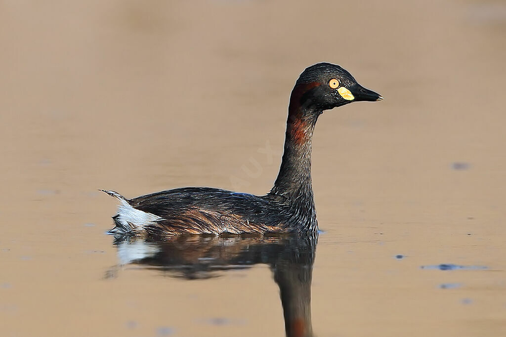 Grèbe australasienadulte, identification