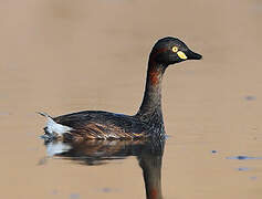 Australasian Grebe