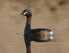 Australasian Grebe