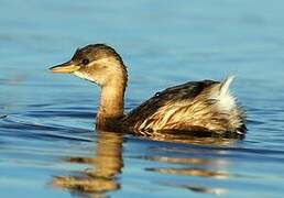 Little Grebe