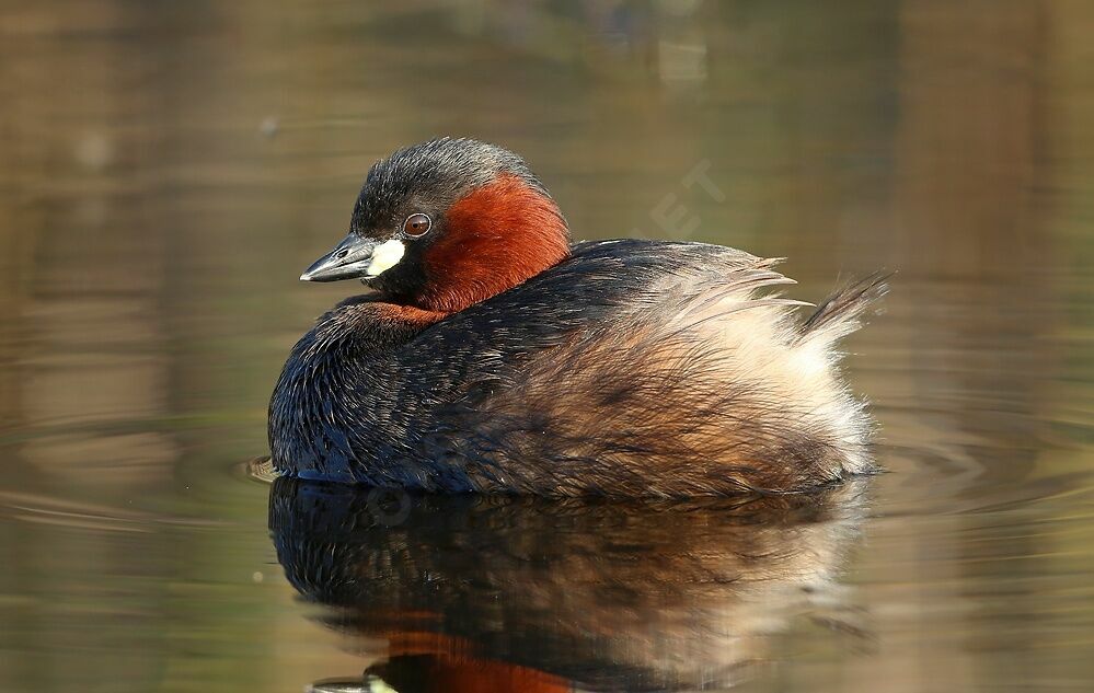 Little Grebe , identification