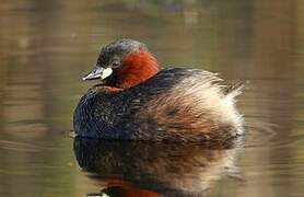 Little Grebe