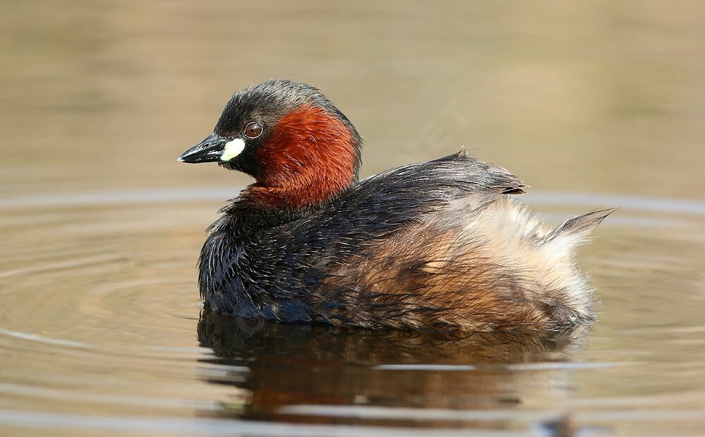 Little Grebe adult breeding, identification