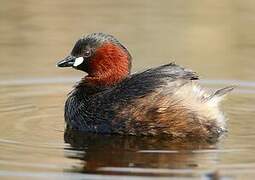 Little Grebe