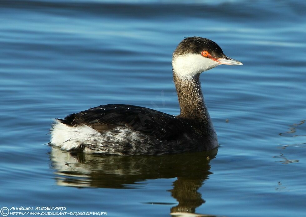 Horned Grebe