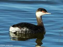 Horned Grebe