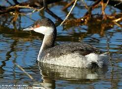 Horned Grebe