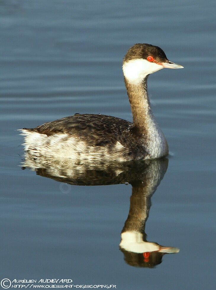 Horned Grebe