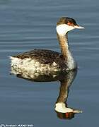 Horned Grebe