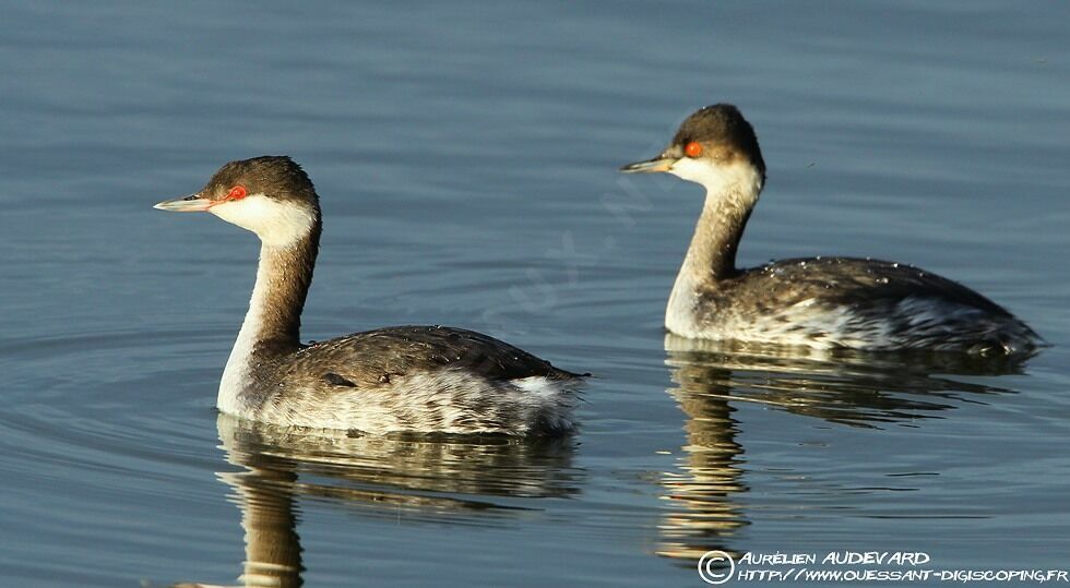 Horned Grebe