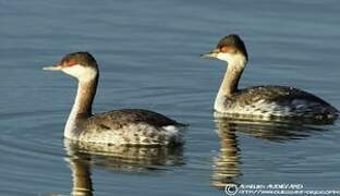 Horned Grebe