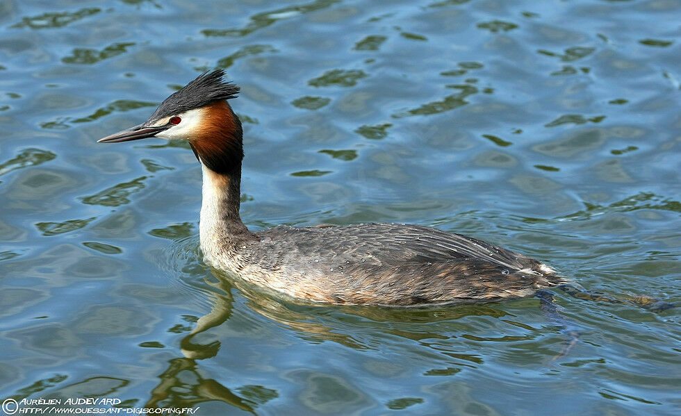 Great Crested Grebe