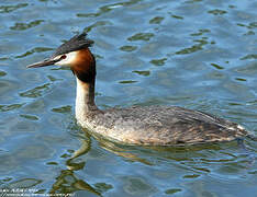 Great Crested Grebe