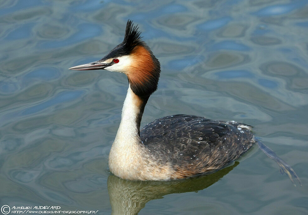 Great Crested Grebe