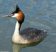 Great Crested Grebe