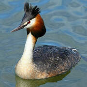 Great Crested Grebe