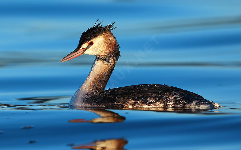 Great Crested Grebe, identification