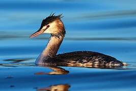 Great Crested Grebe