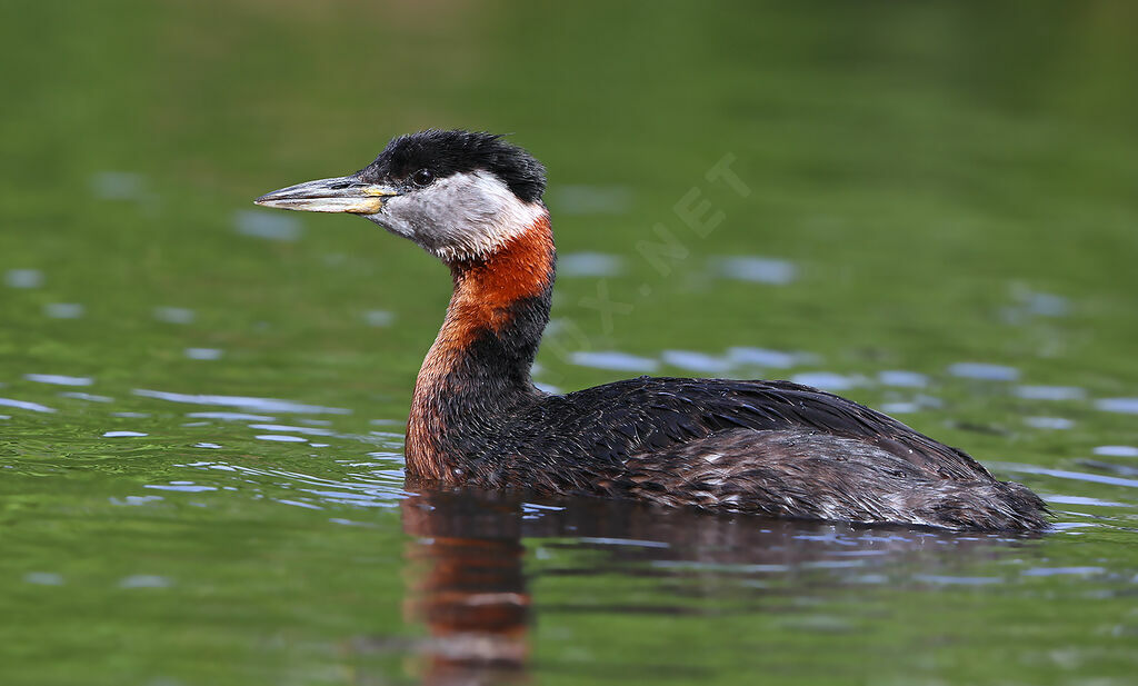 Red-necked Grebe