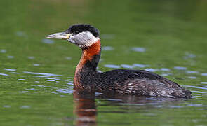 Red-necked Grebe