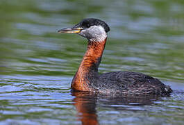 Red-necked Grebe