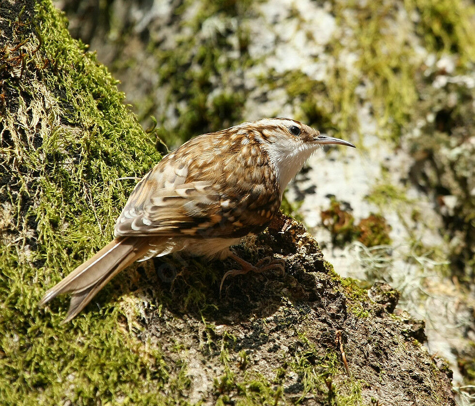 Grimpereau des bois mâle adulte