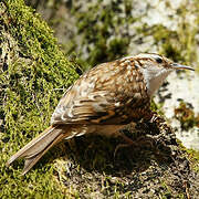 Eurasian Treecreeper