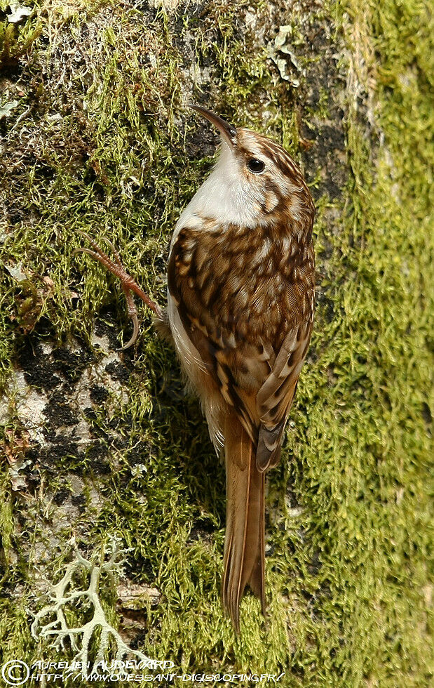 Grimpereau des bois mâle adulte nuptial, identification