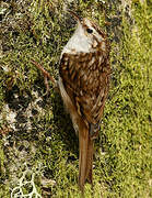 Eurasian Treecreeper