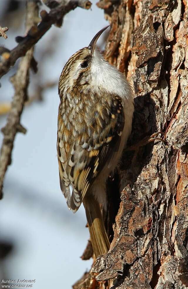 Eurasian Treecreeper male adult post breeding, close-up portrait