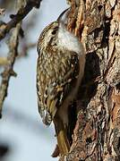 Eurasian Treecreeper