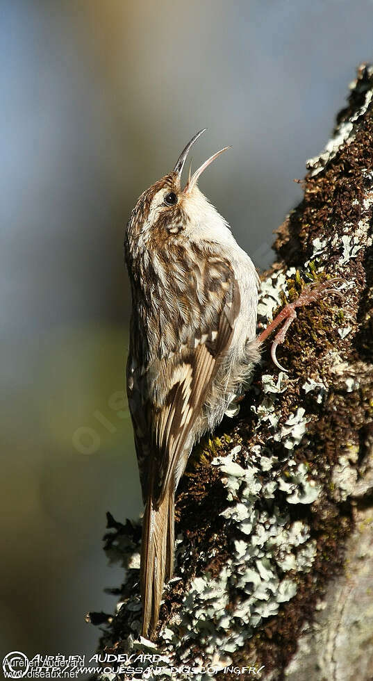 Short-toed Treecreeper male adult, pigmentation, song