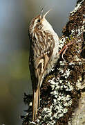 Short-toed Treecreeper