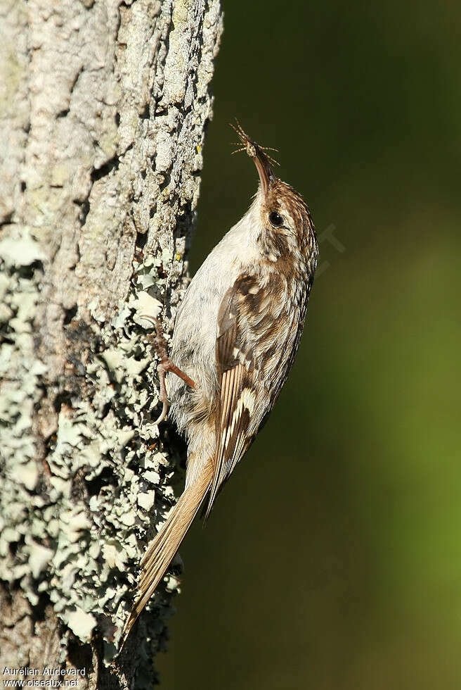 Short-toed Treecreeper male adult, close-up portrait, feeding habits, Behaviour