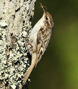 Short-toed Treecreeper