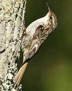 Short-toed Treecreeper