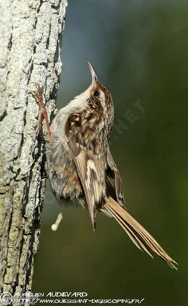 Short-toed Treecreeper male adult breeding, identification