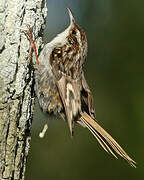 Short-toed Treecreeper