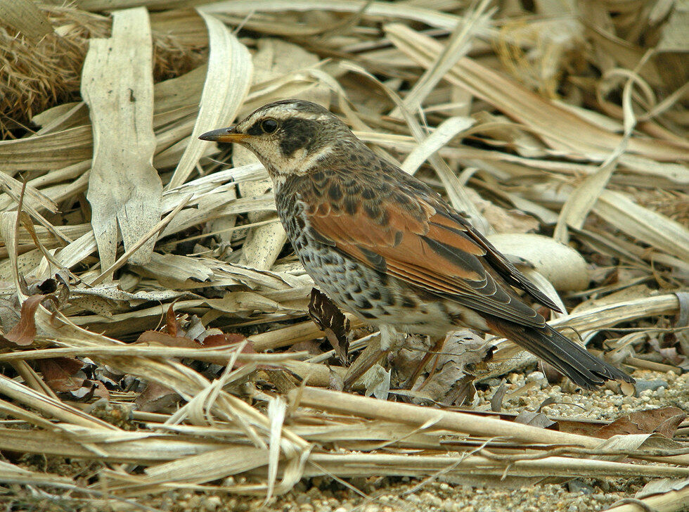 Grive à ailes rousses