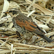 Dusky Thrush