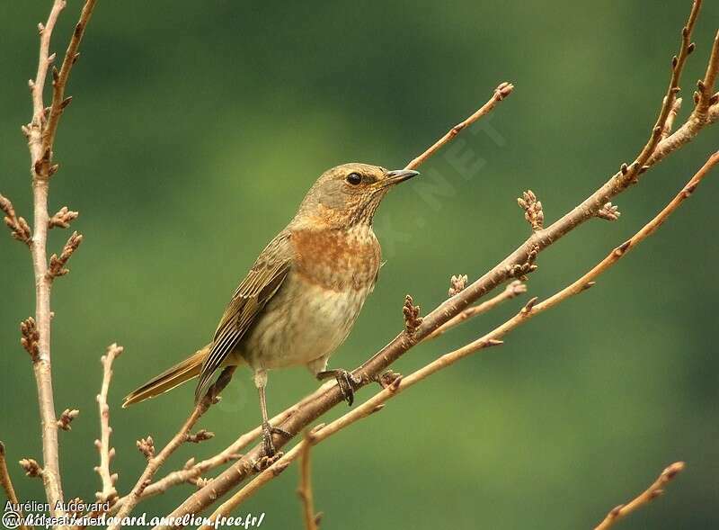 Red-throated Thrush male First year, identification