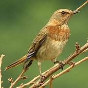 Red-throated Thrush