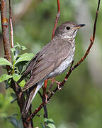 Grey-cheeked Thrush