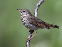 Grey-cheeked Thrush