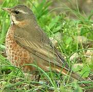 Naumann's Thrush