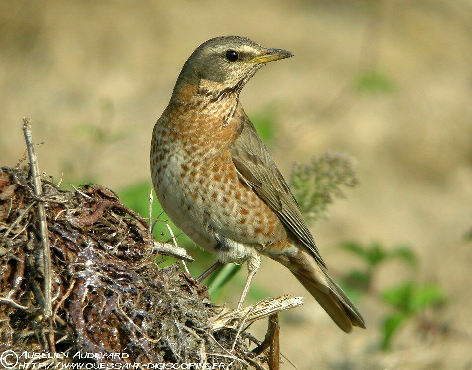 Naumann's Thrush