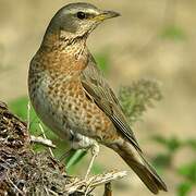 Naumann's Thrush